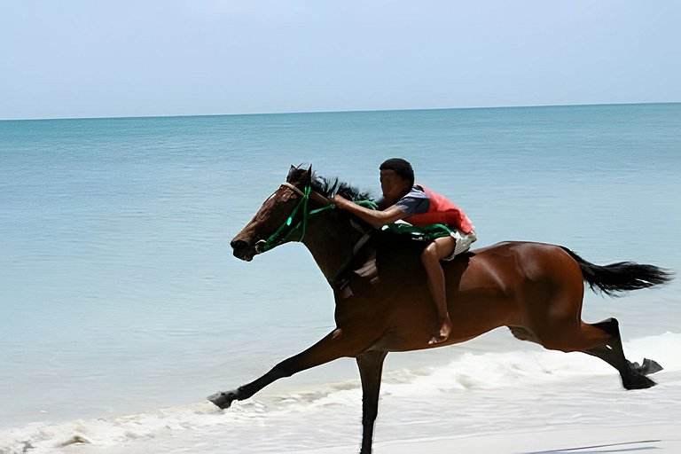 The Palms - Caribbean Paradise