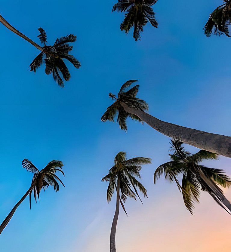 The Palms - Caribbean Paradise